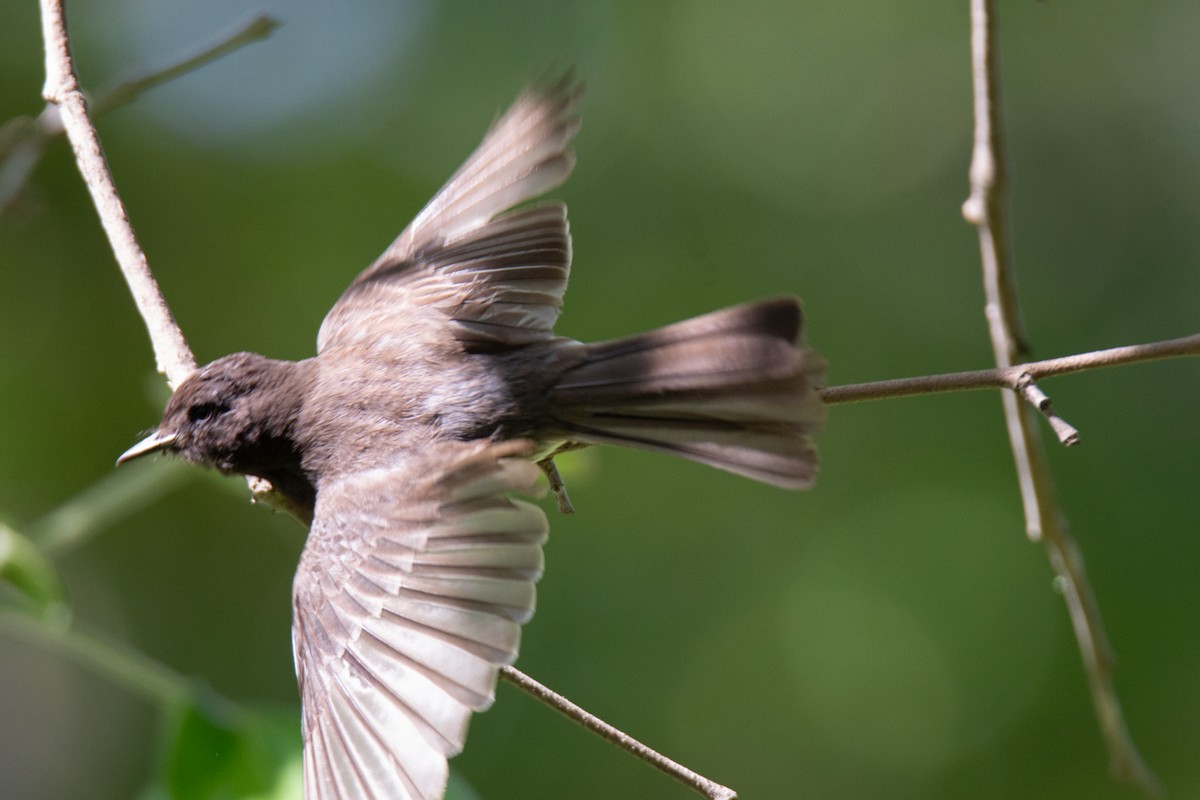 Black Phoebe - ML620727027