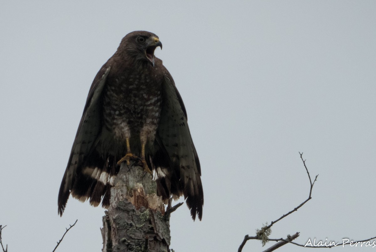 Broad-winged Hawk - ML620727040
