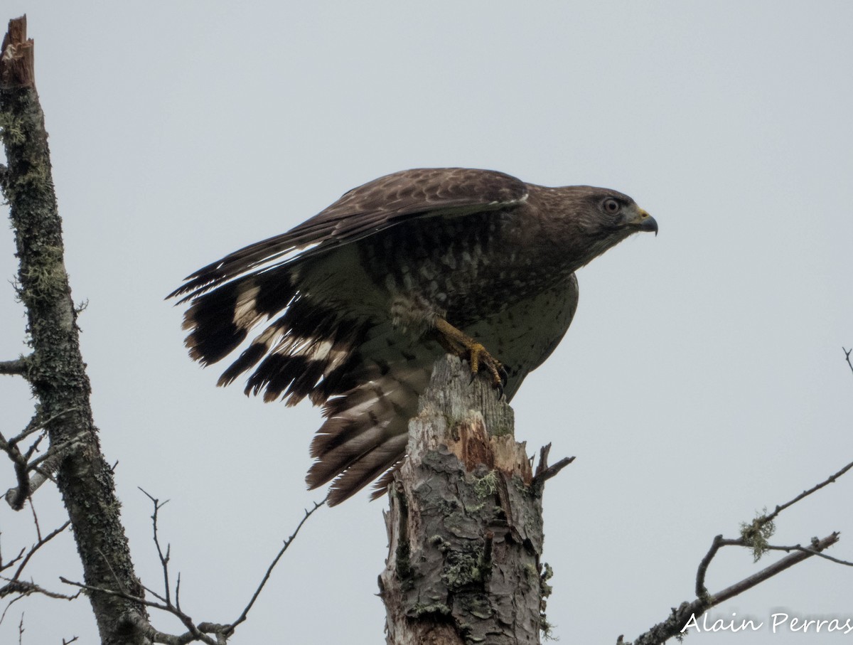 Broad-winged Hawk - ML620727041
