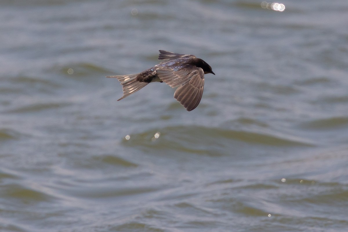 Barn Swallow - ML620727044