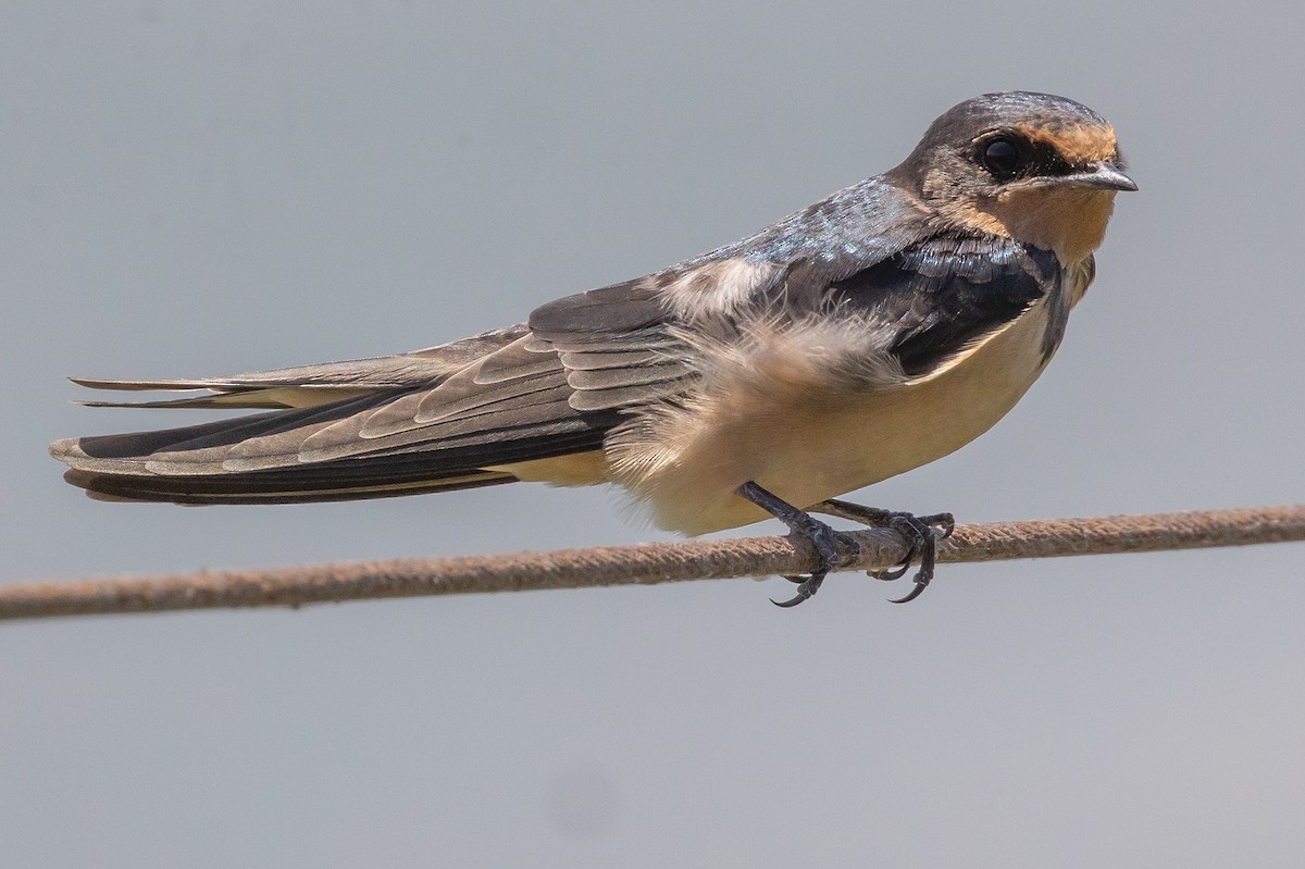 Barn Swallow - ML620727045