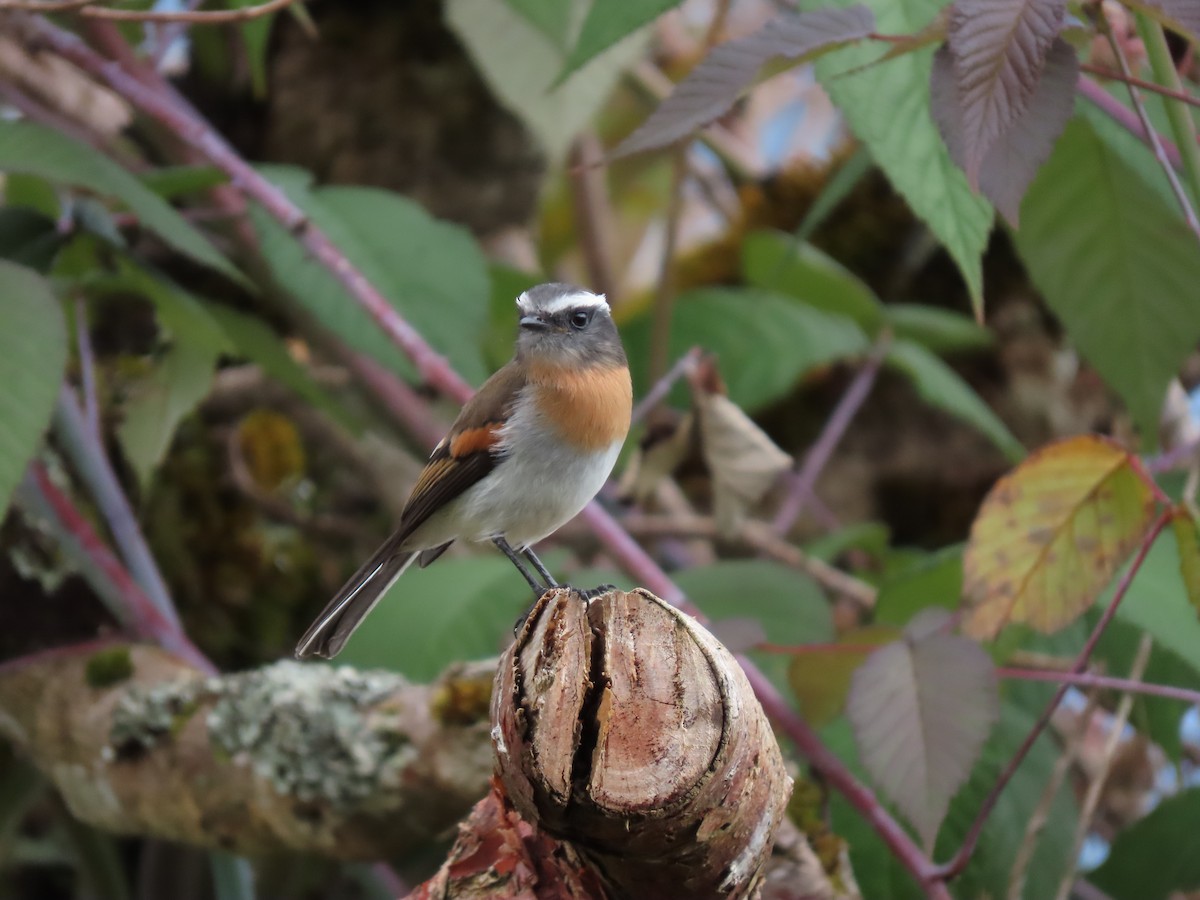 Rufous-breasted Chat-Tyrant - ML620727046