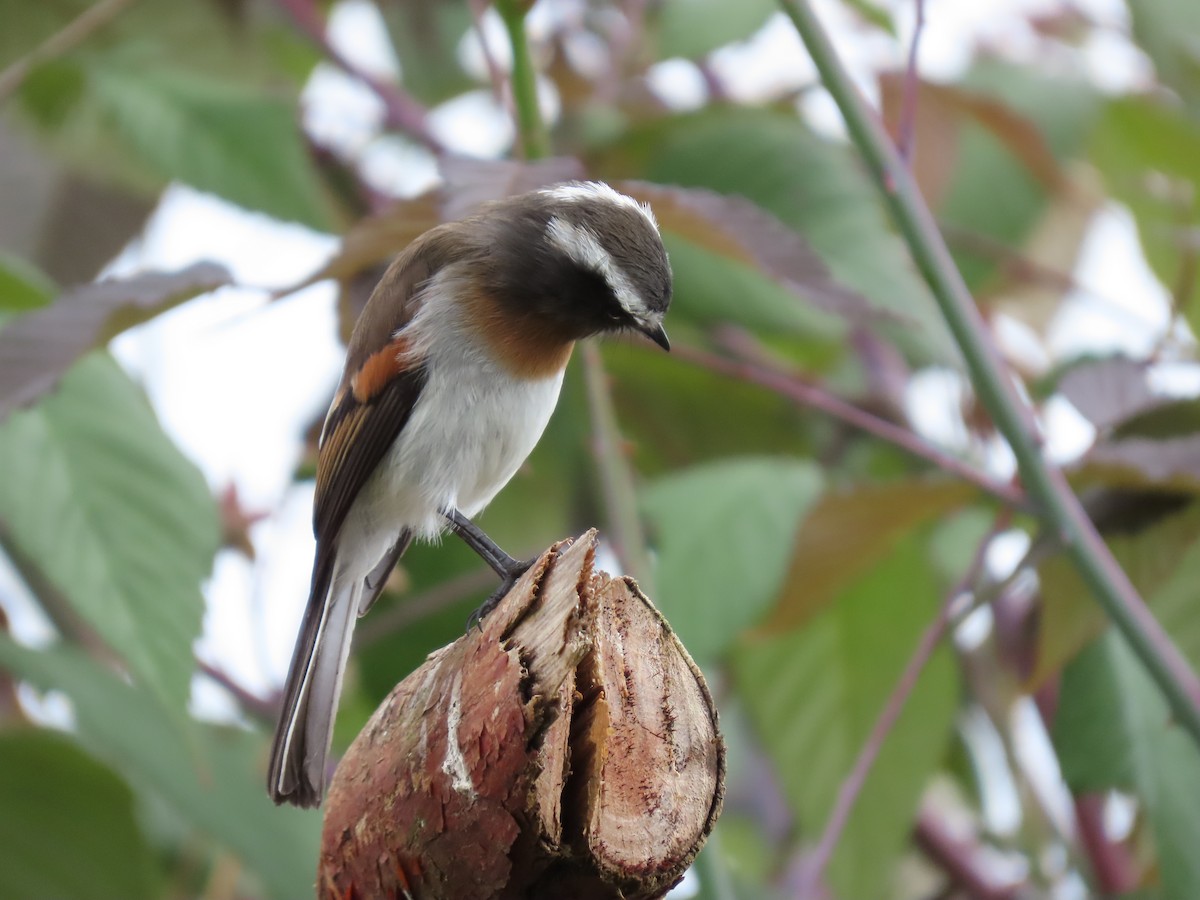 Rufous-breasted Chat-Tyrant - ML620727048