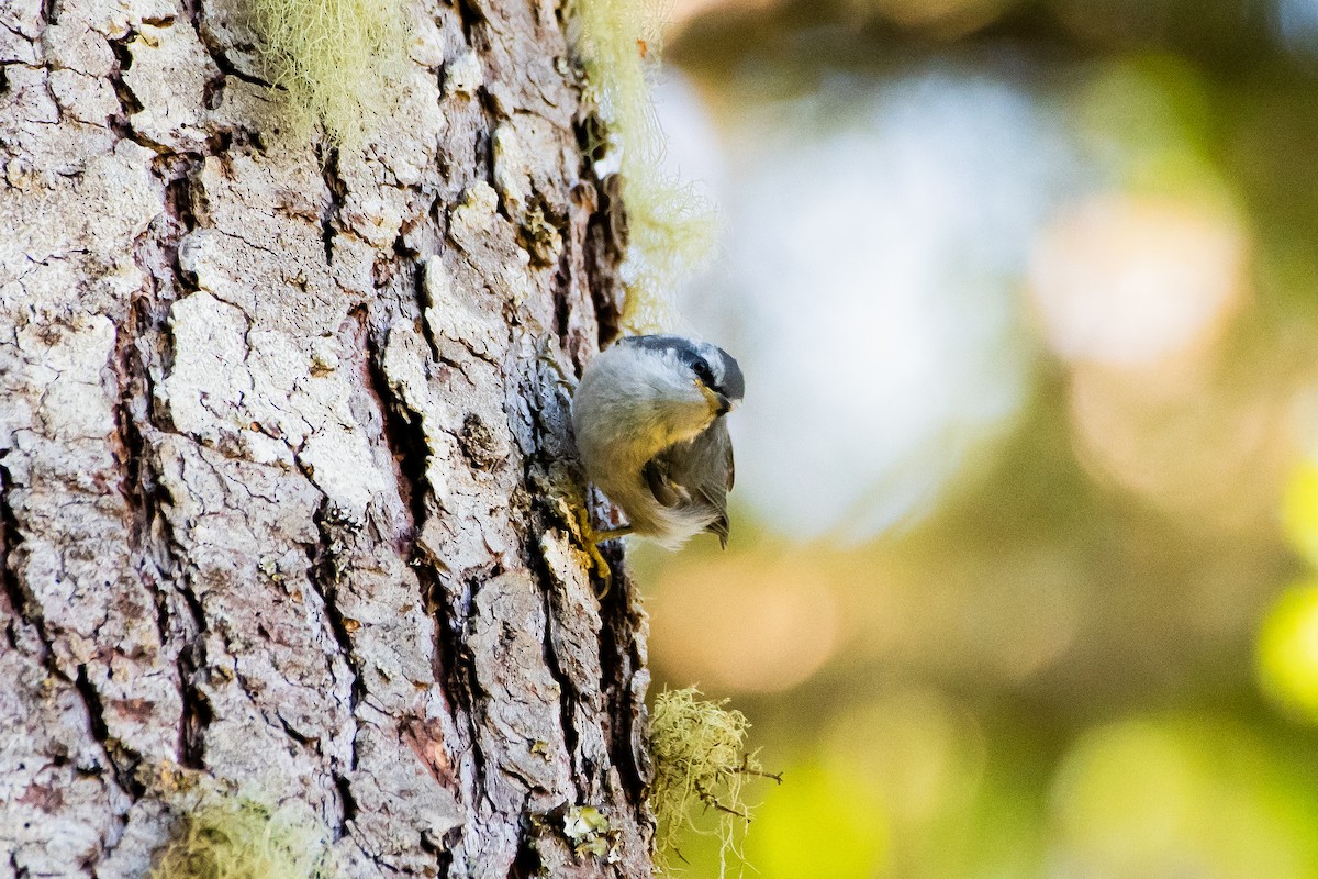 Red-breasted Nuthatch - ML620727051