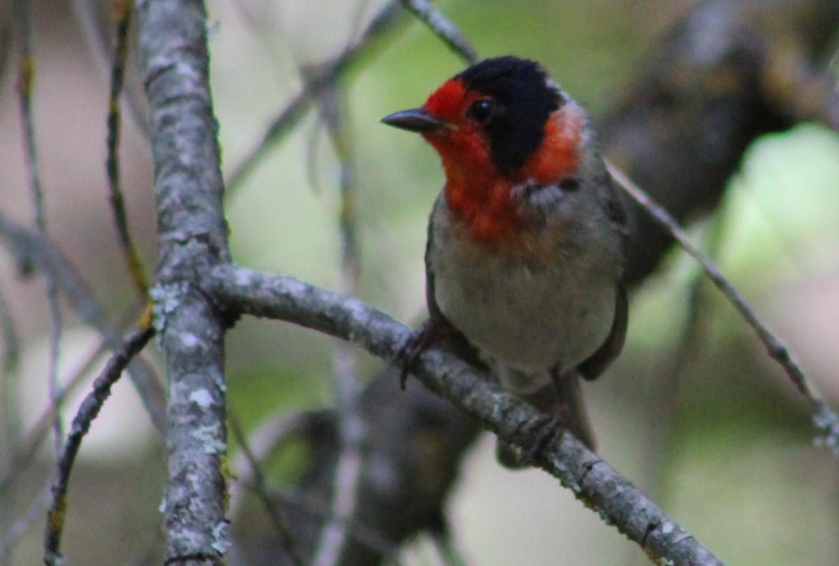 Red-faced Warbler - ML620727052