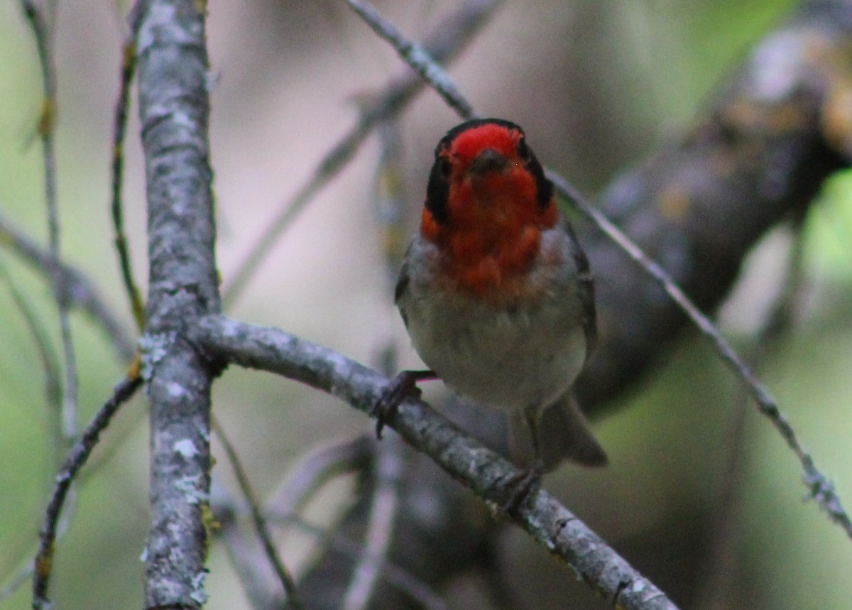 Red-faced Warbler - ML620727056