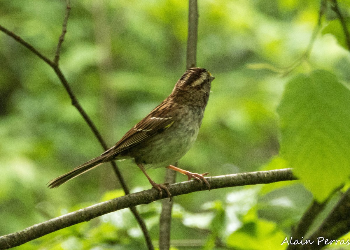 White-throated Sparrow - ML620727058