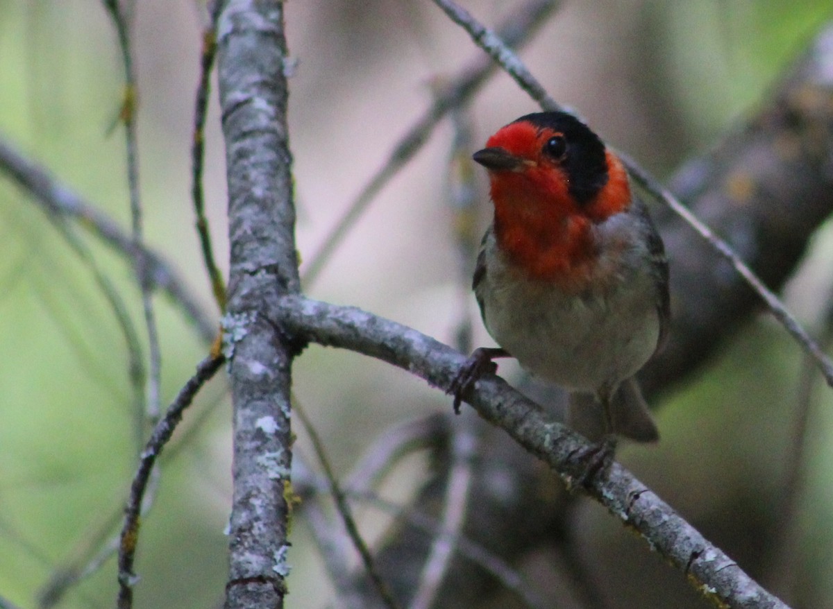 Red-faced Warbler - ML620727061