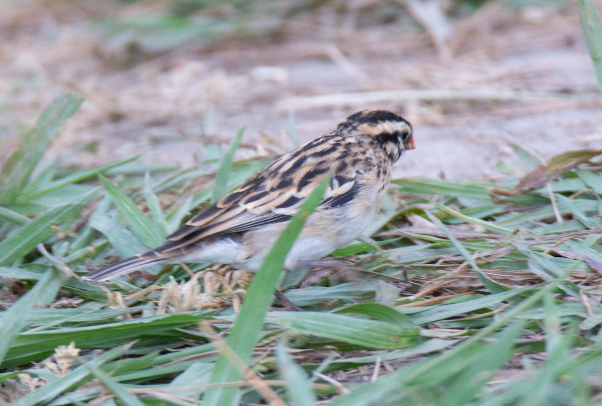 Pin-tailed Whydah - ML620727066