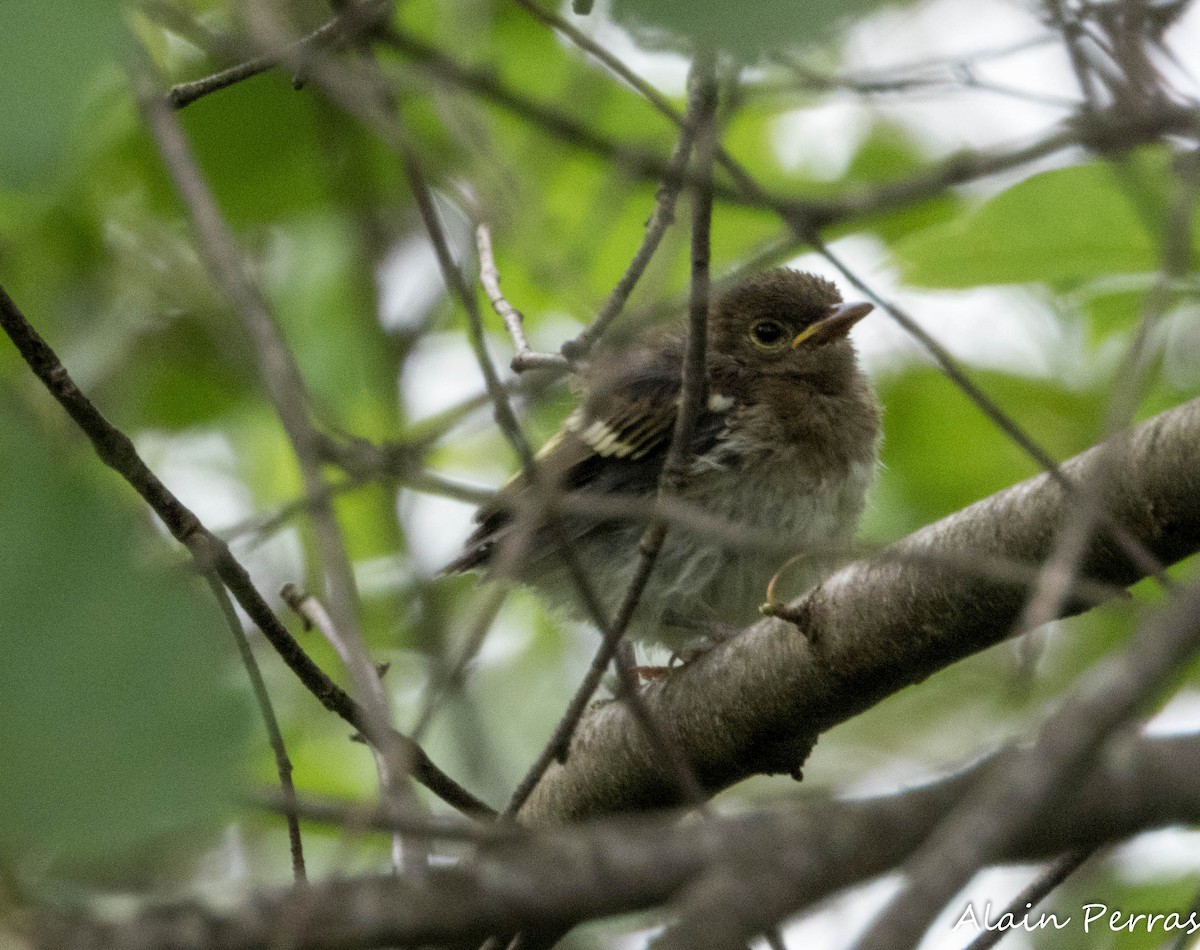 Chestnut-sided Warbler - ML620727068