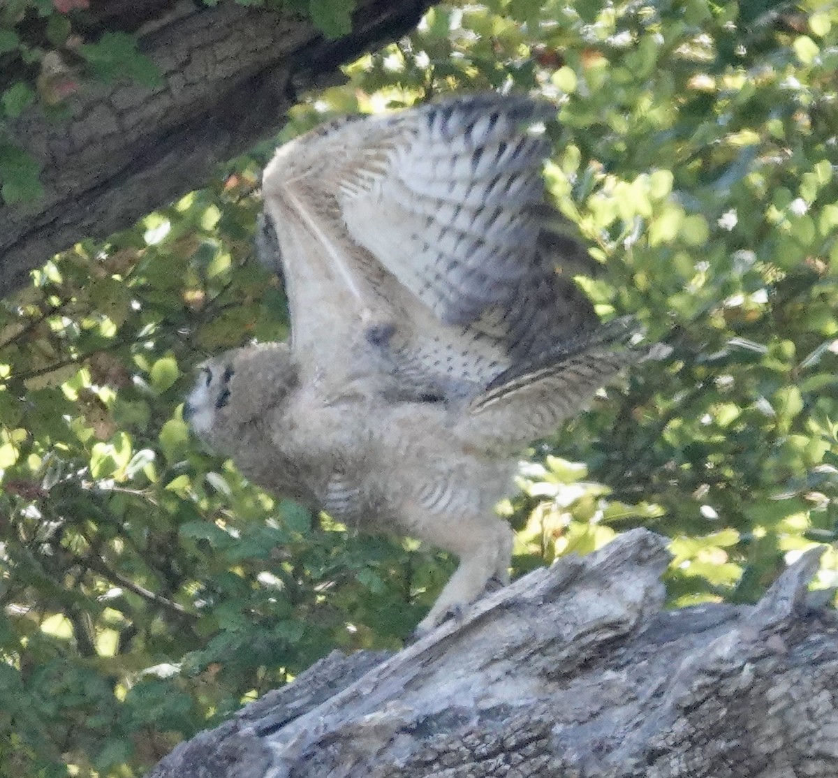 Great Horned Owl - ML620727119