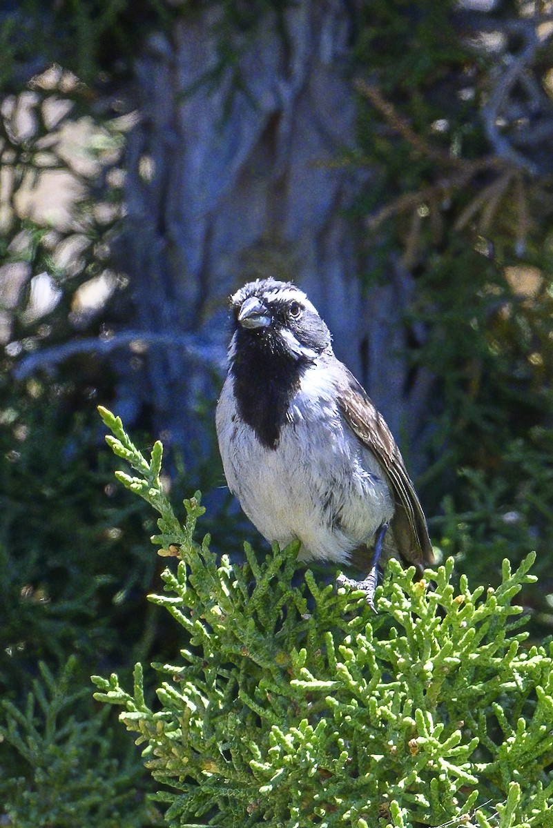 Black-throated Sparrow - ML620727125