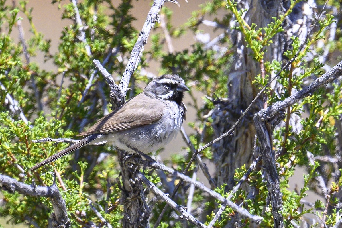 Black-throated Sparrow - ML620727126