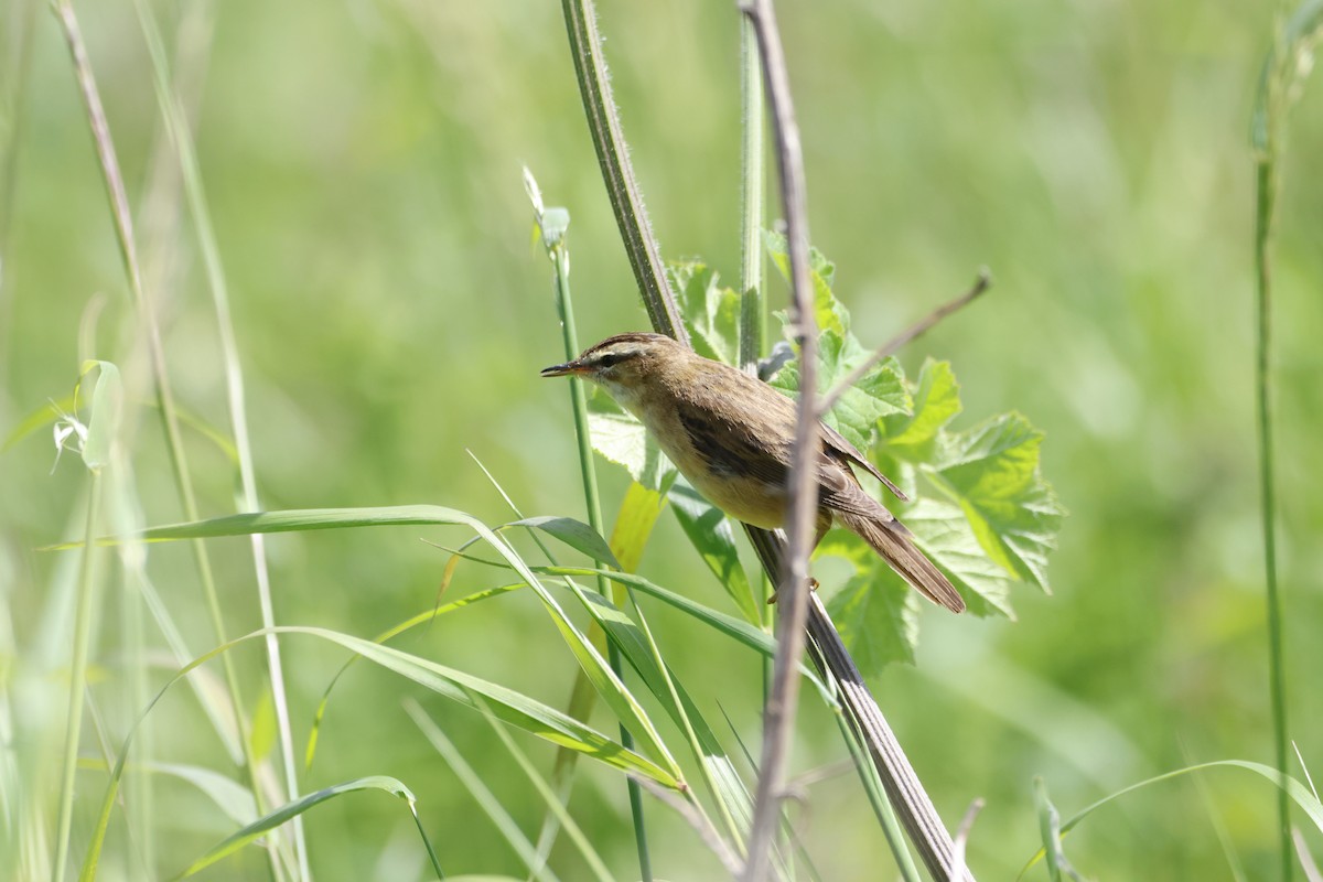 Sedge Warbler - ML620727140