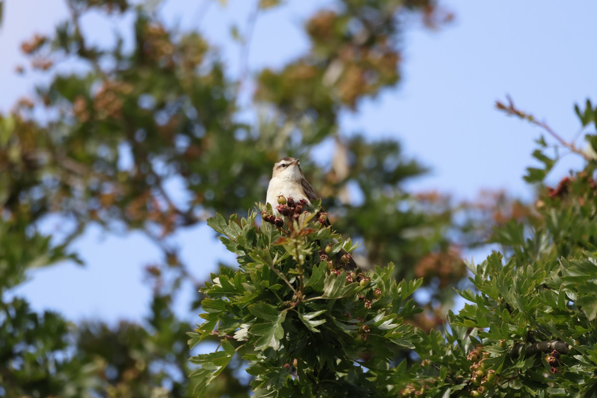 Sedge Warbler - ML620727141