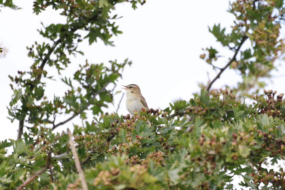 Sedge Warbler - ML620727142