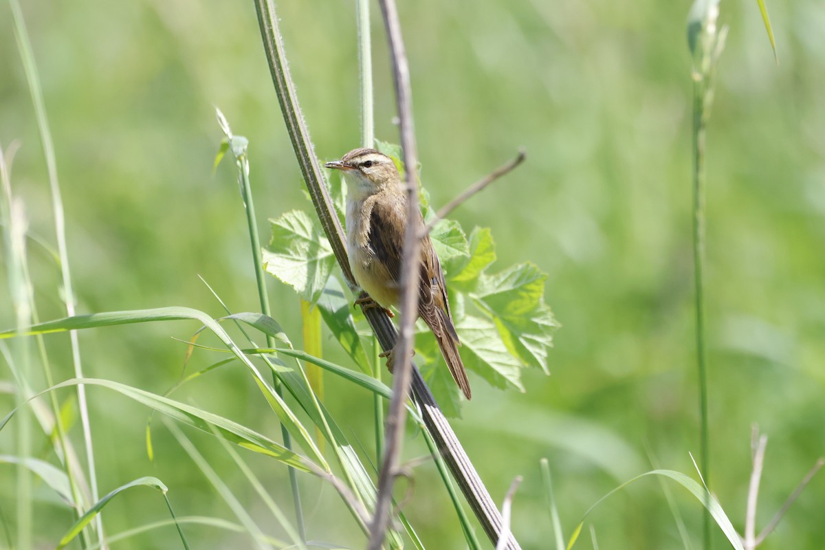 Sedge Warbler - ML620727143