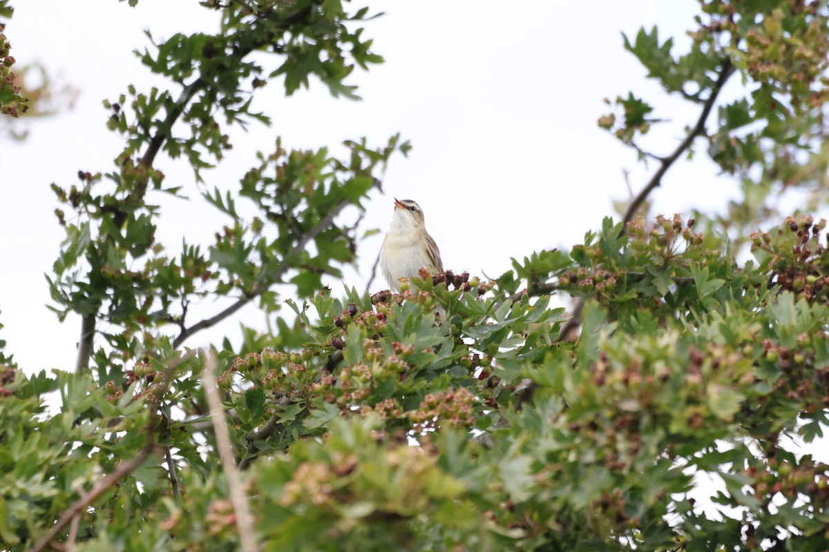 Sedge Warbler - ML620727144