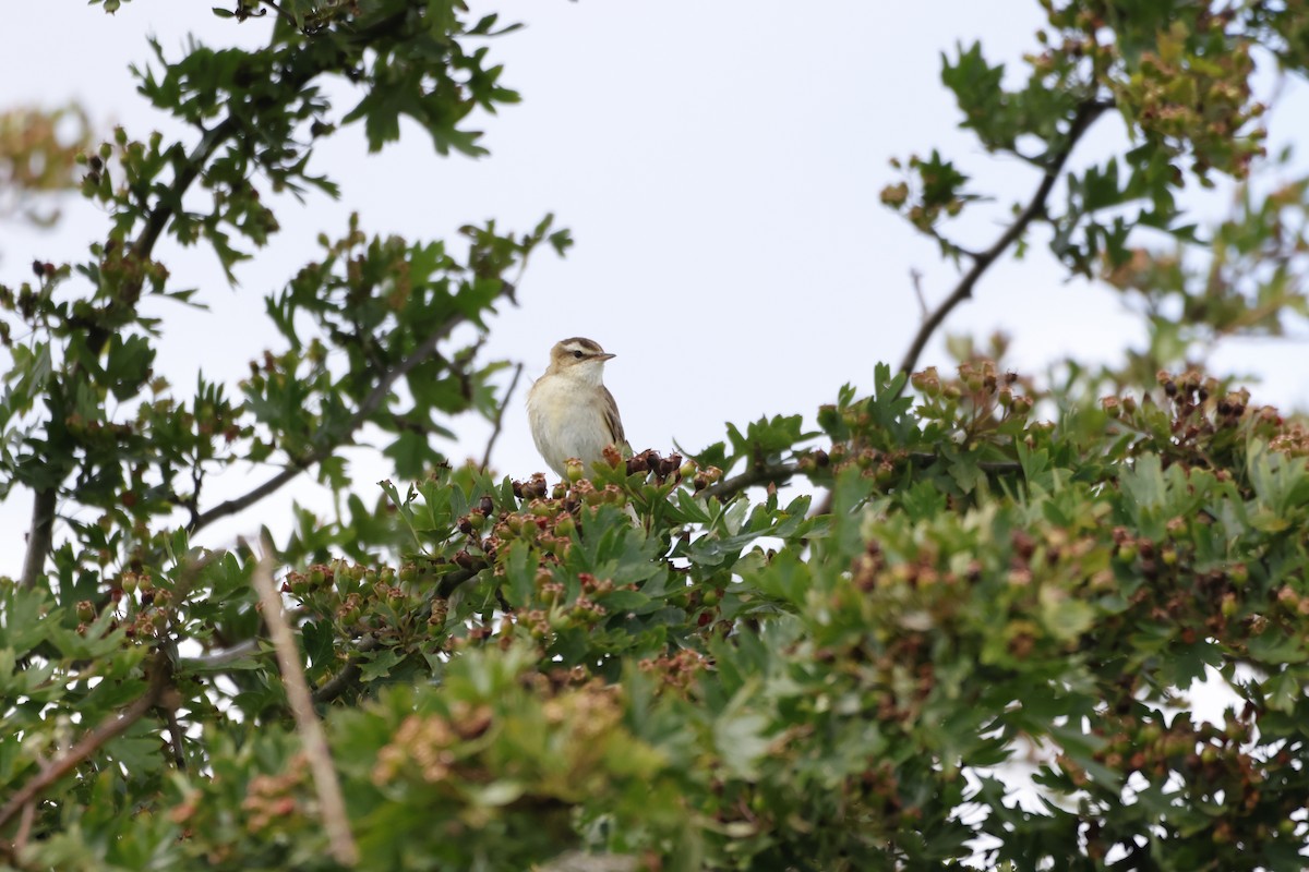 Sedge Warbler - ML620727146