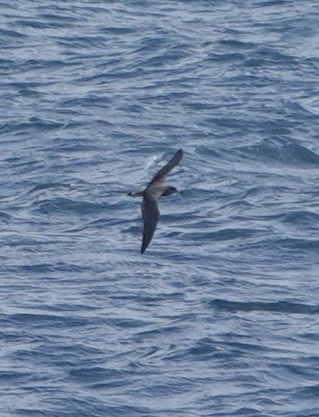 Cory's Shearwater - ML620727149