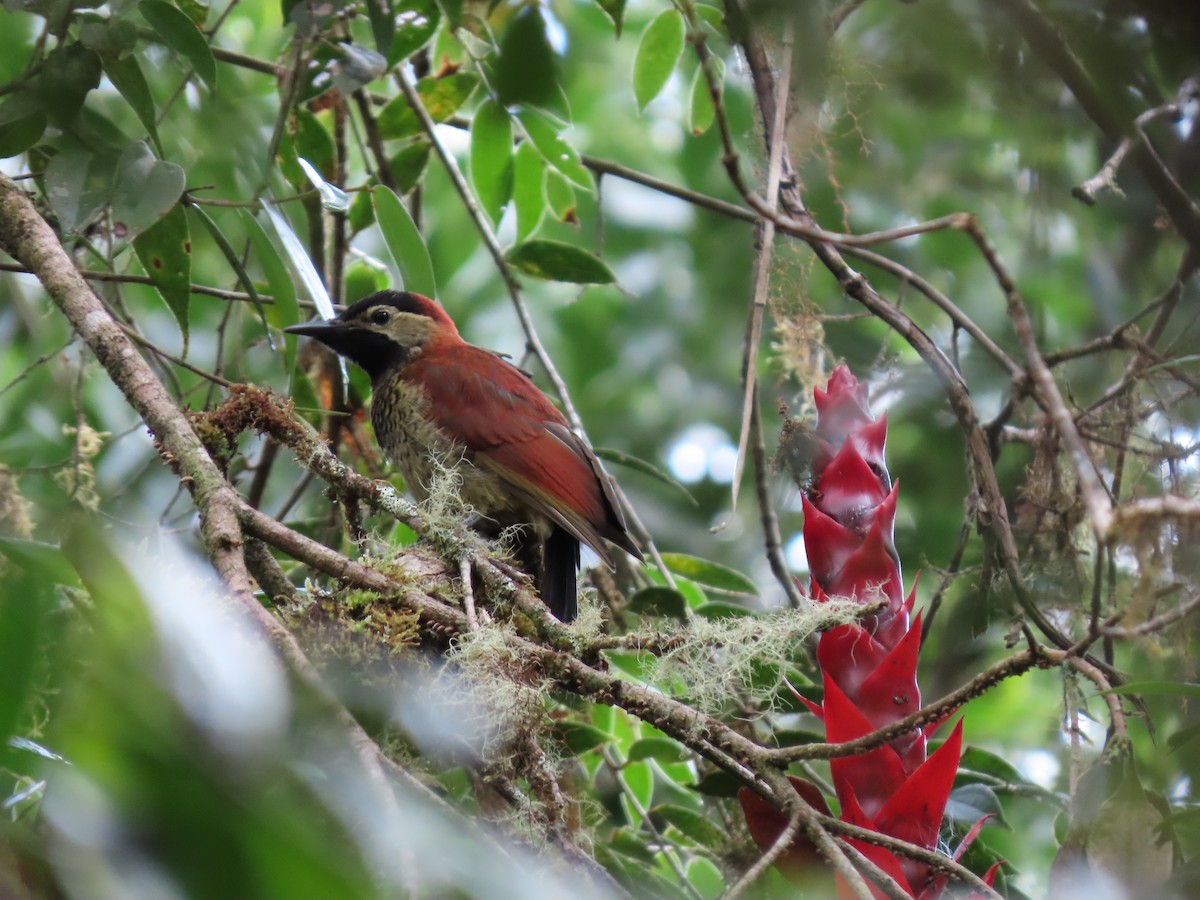 Crimson-mantled Woodpecker - ML620727150
