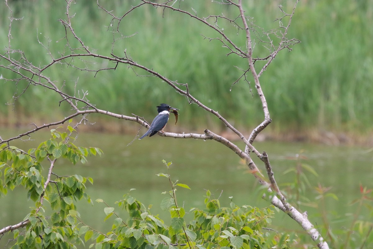 Belted Kingfisher - ML620727151