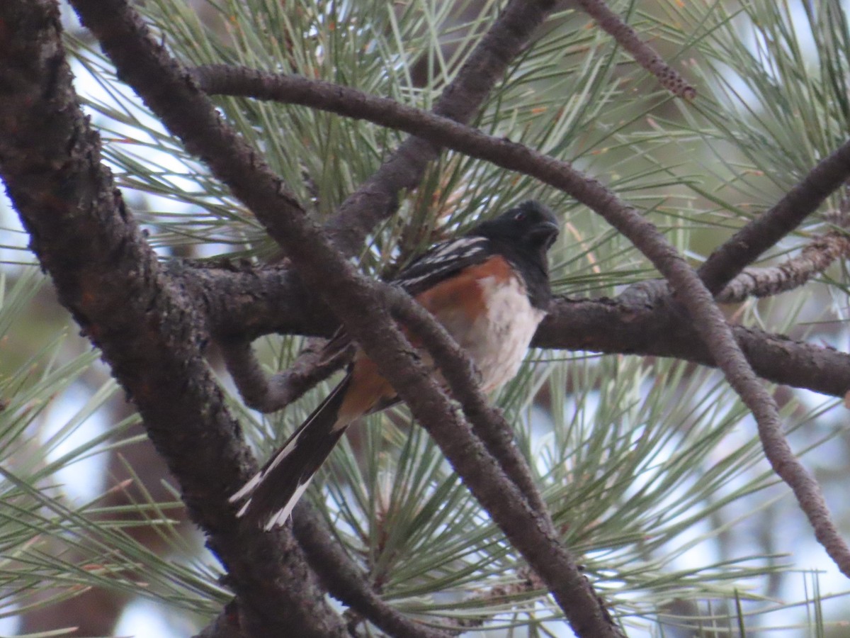 Spotted Towhee - ML620727154