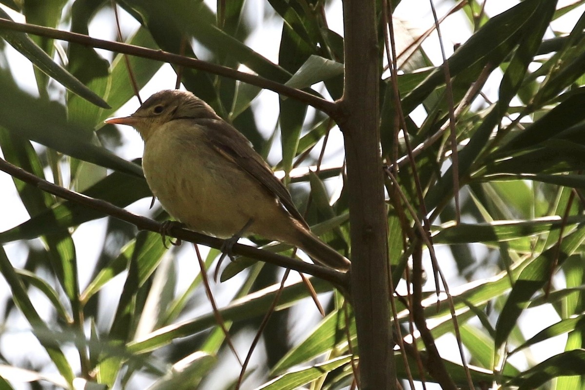 Melodious Warbler - ML620727170