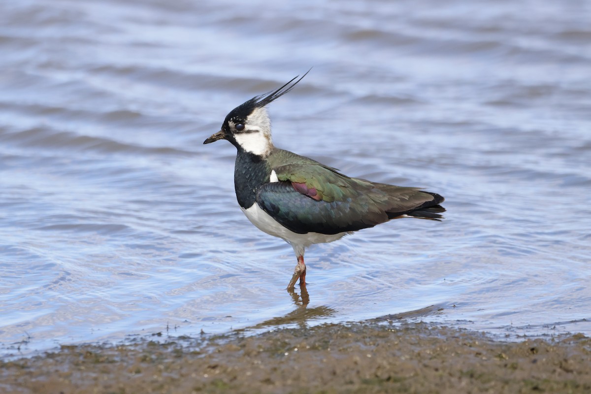 Northern Lapwing - ML620727174