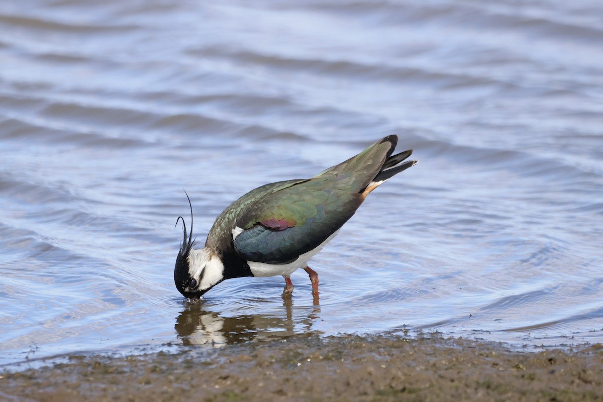 Northern Lapwing - ML620727175