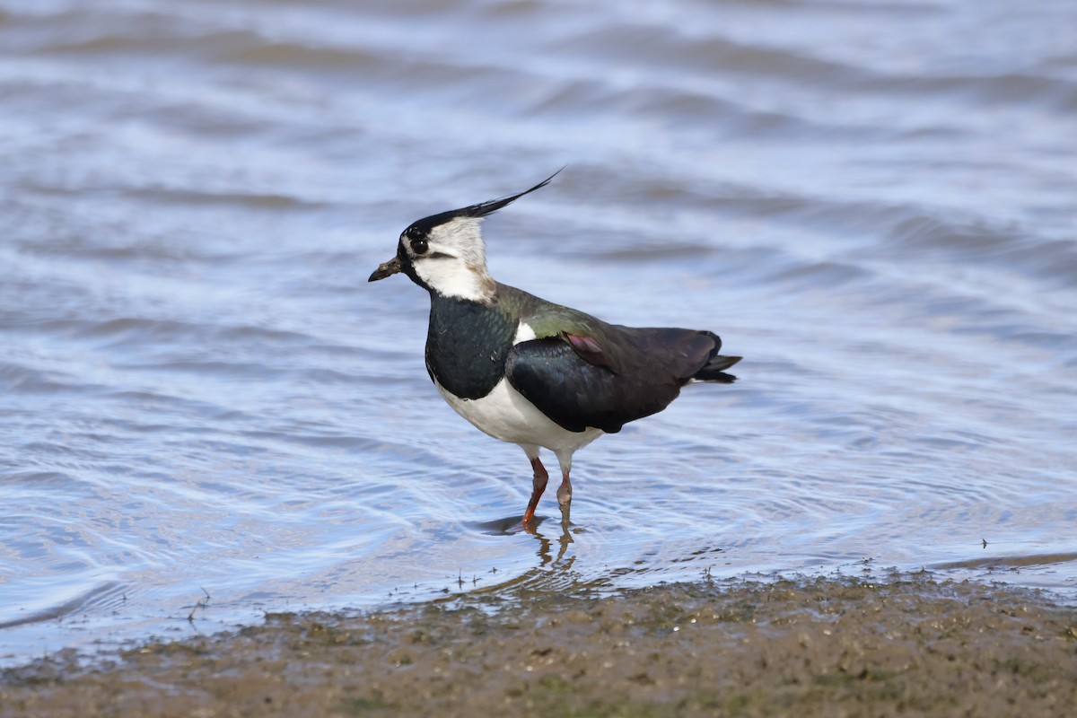 Northern Lapwing - ML620727176