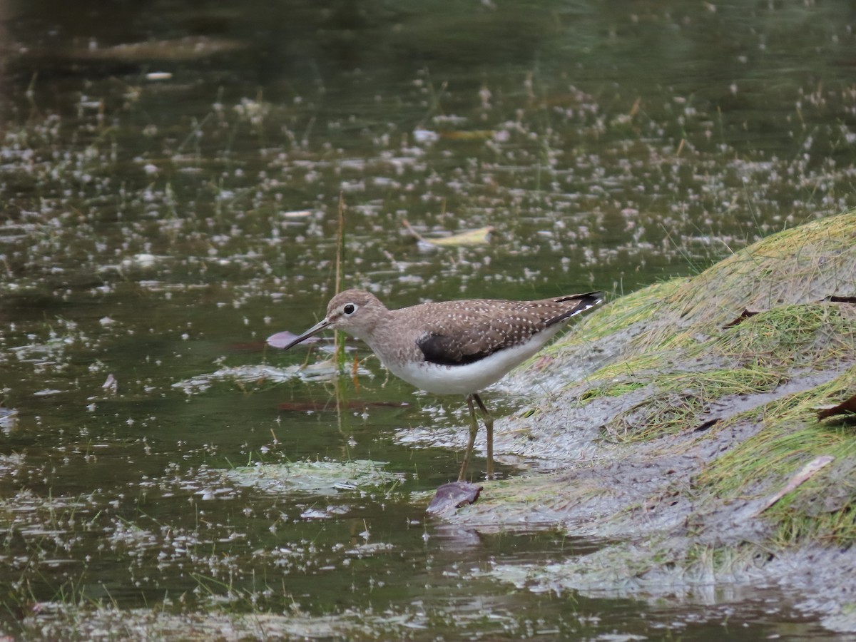 Solitary Sandpiper - ML620727182