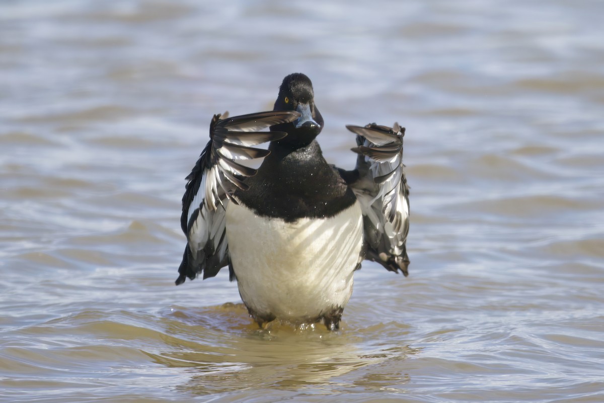 Tufted Duck - ML620727207