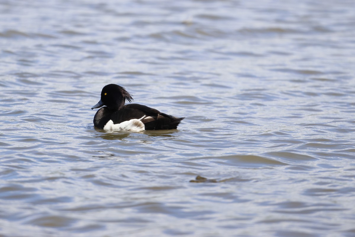 Tufted Duck - ML620727208
