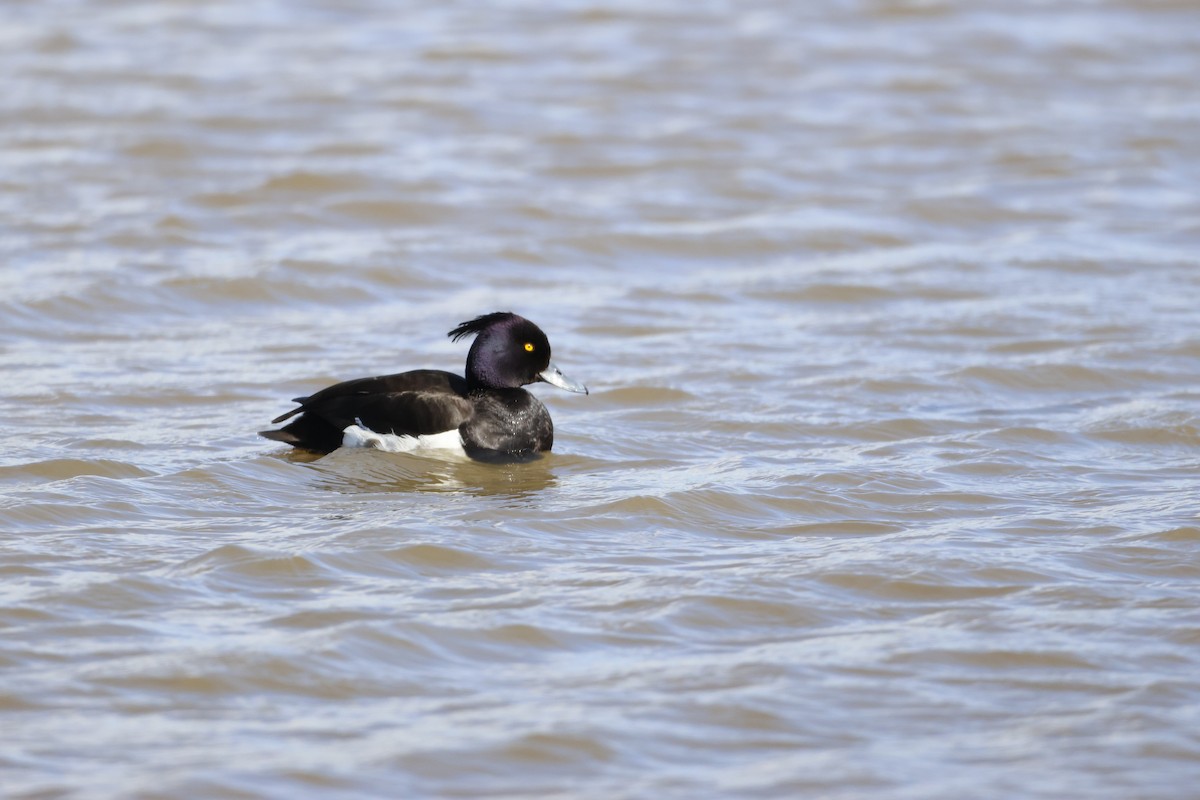 Tufted Duck - ML620727209