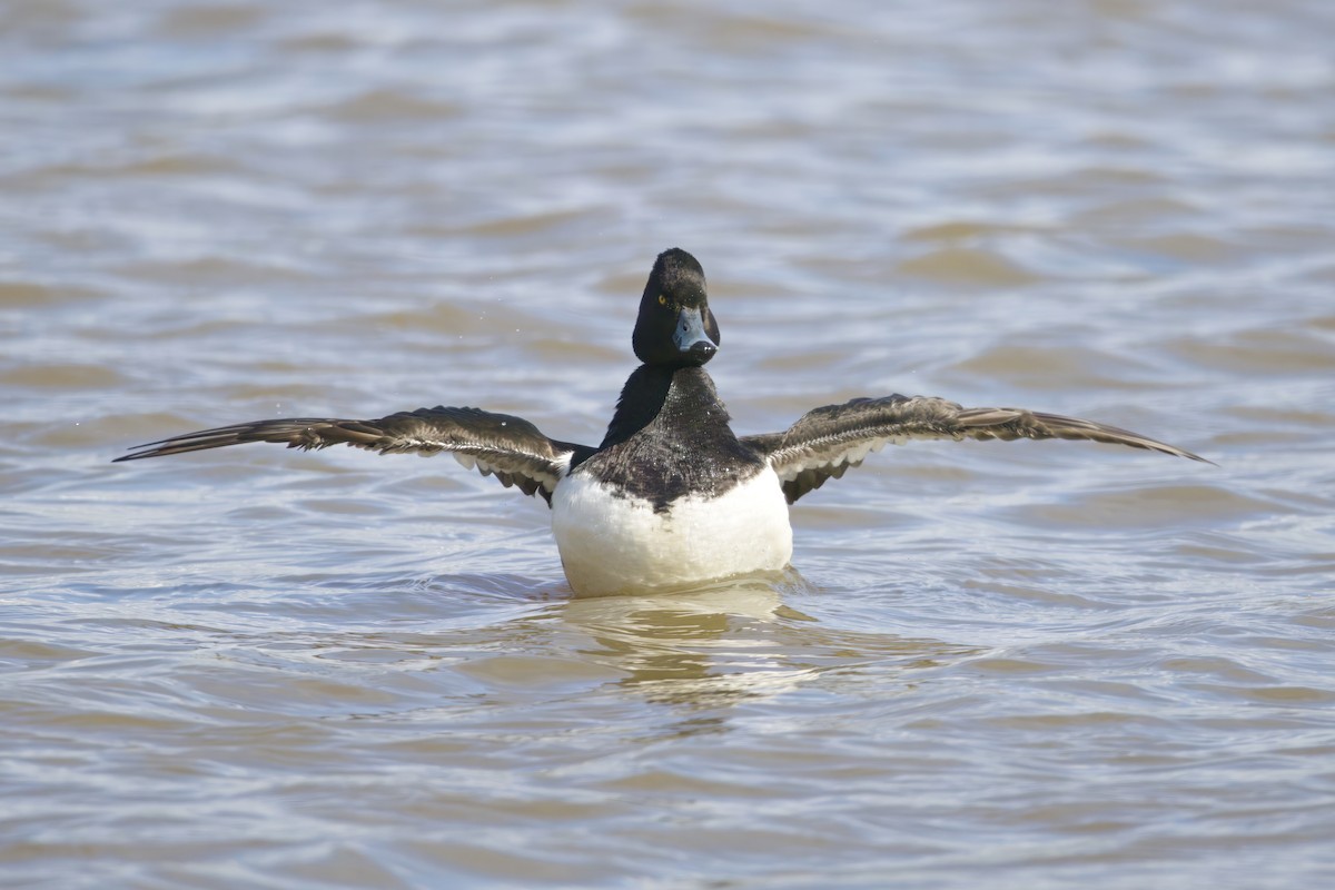 Tufted Duck - ML620727210