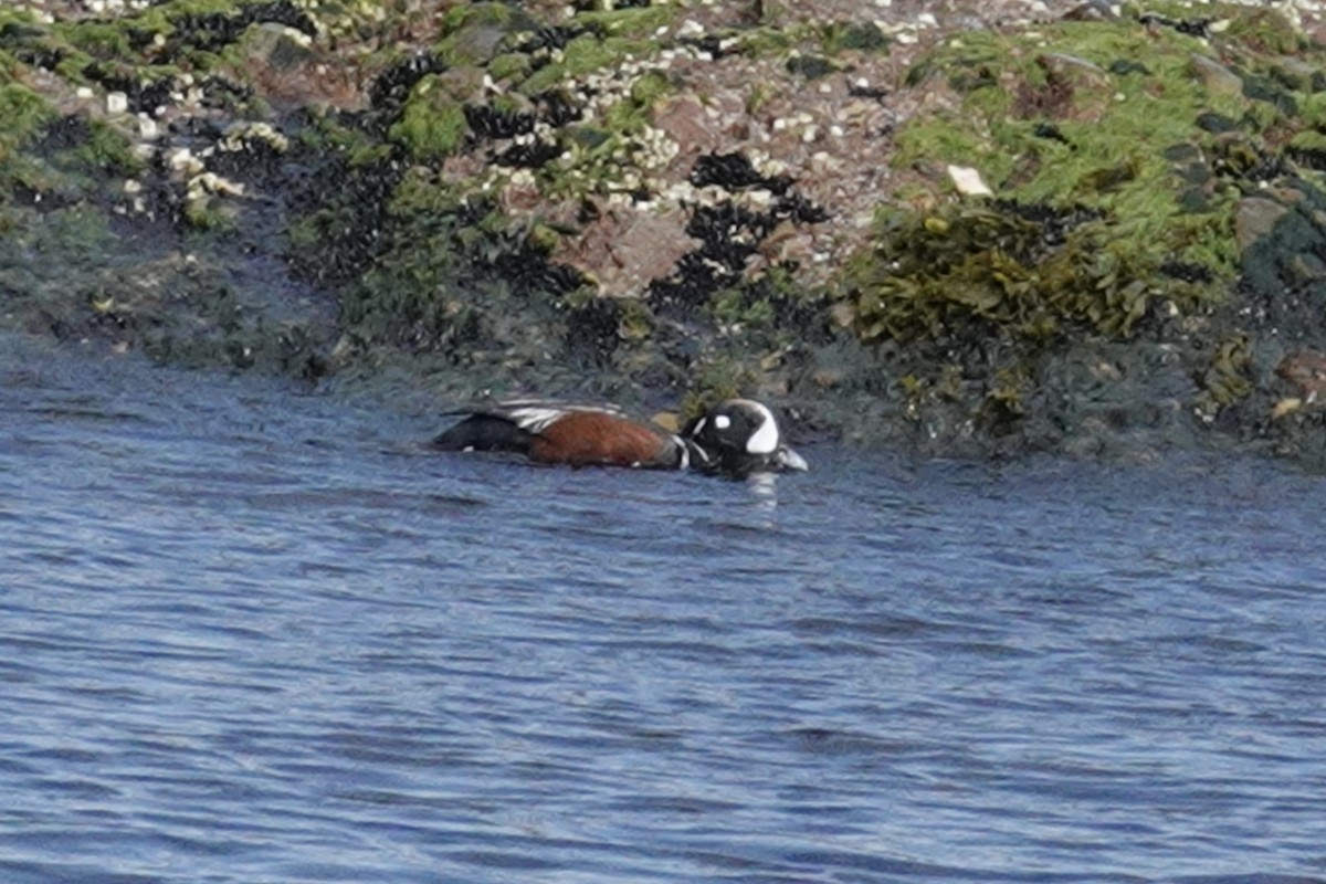 Harlequin Duck - ML620727216