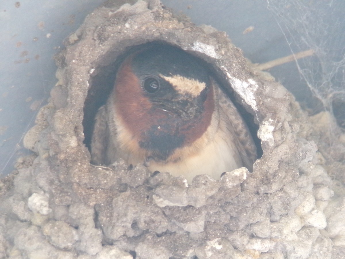 Cliff Swallow - ML620727217