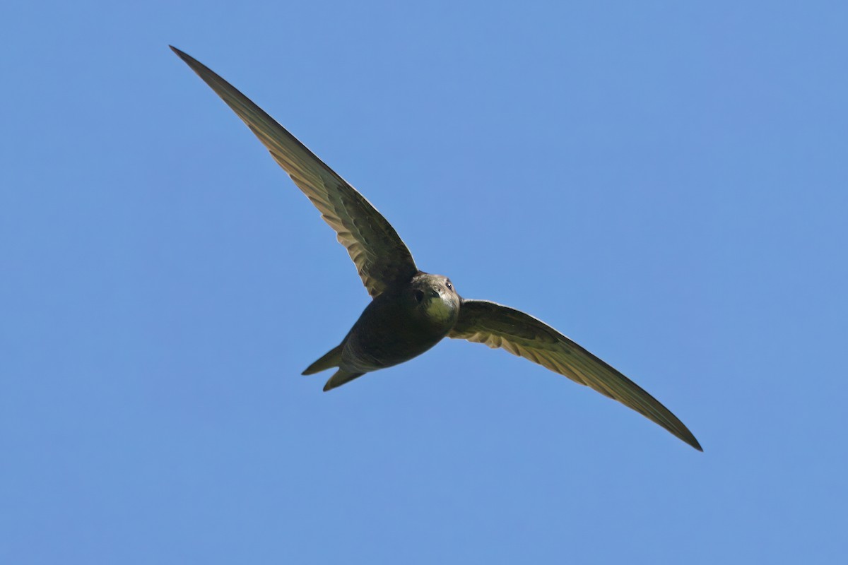 Common Swift - ML620727222