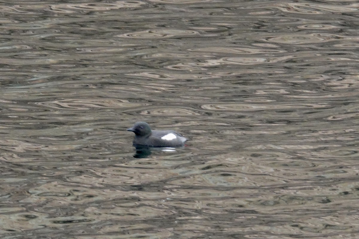 Black Guillemot - ML620727224