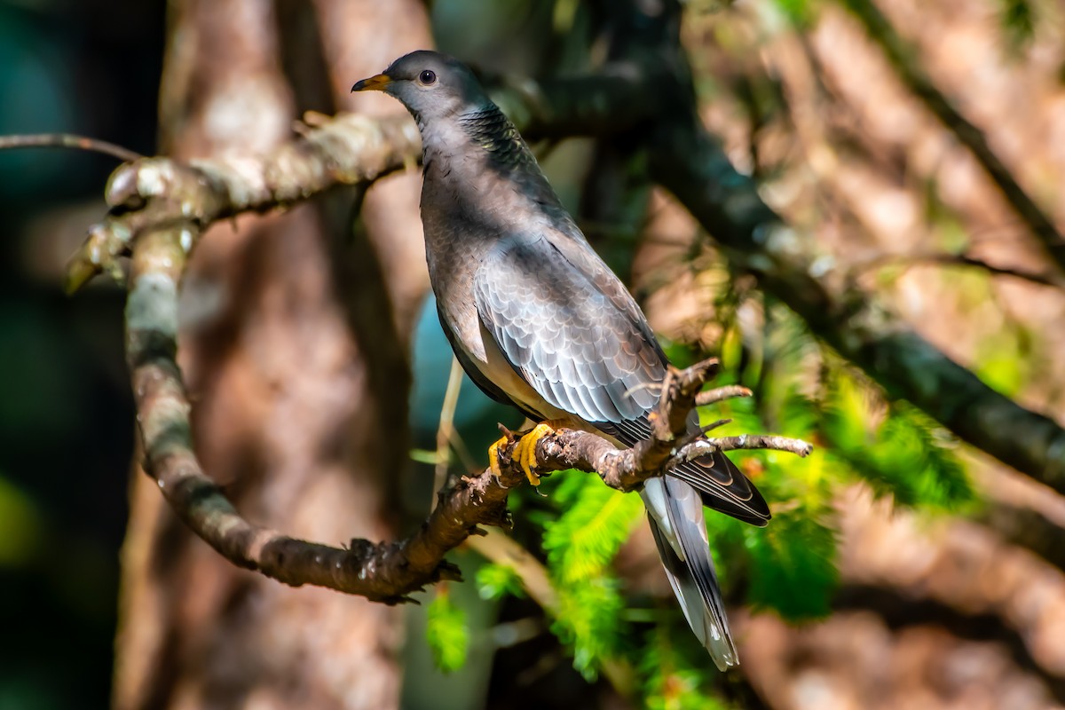 Band-tailed Pigeon - ML620727227