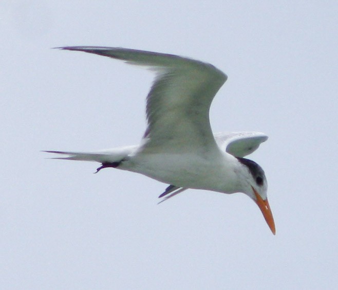 Royal Tern - Serguei Alexander López Perez