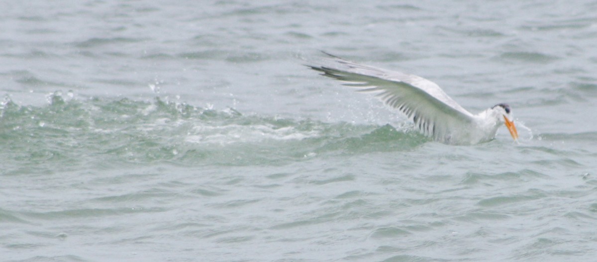 Royal Tern - Serguei Alexander López Perez