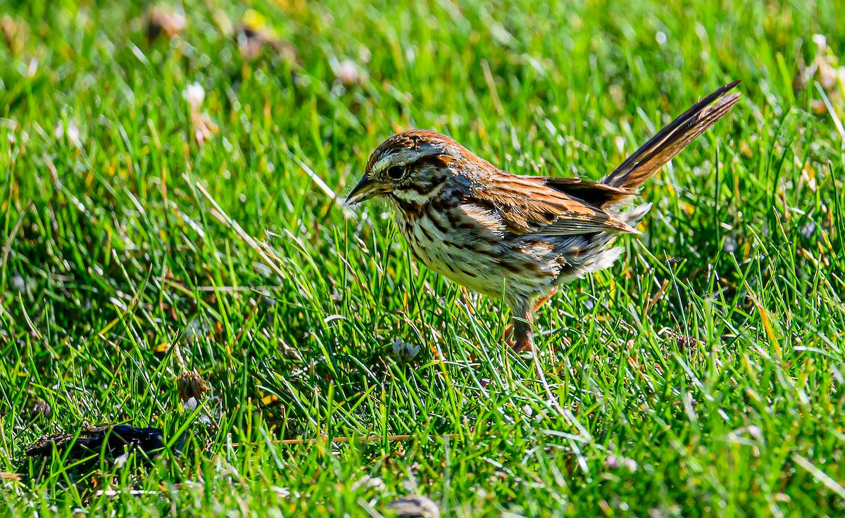 Song Sparrow - ML620727264