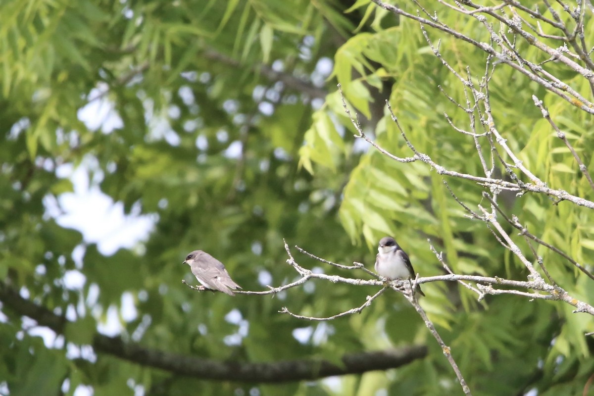 Tree Swallow - ML620727265