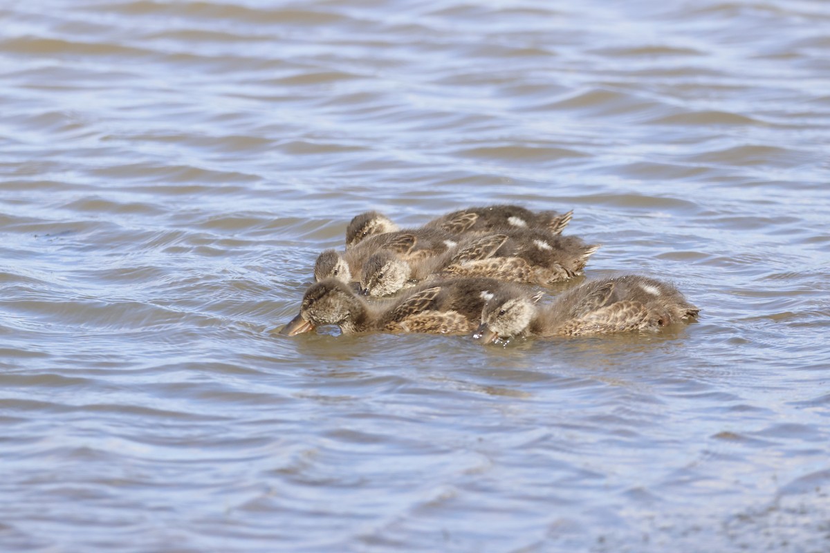 Northern Shoveler - Gareth Bowes