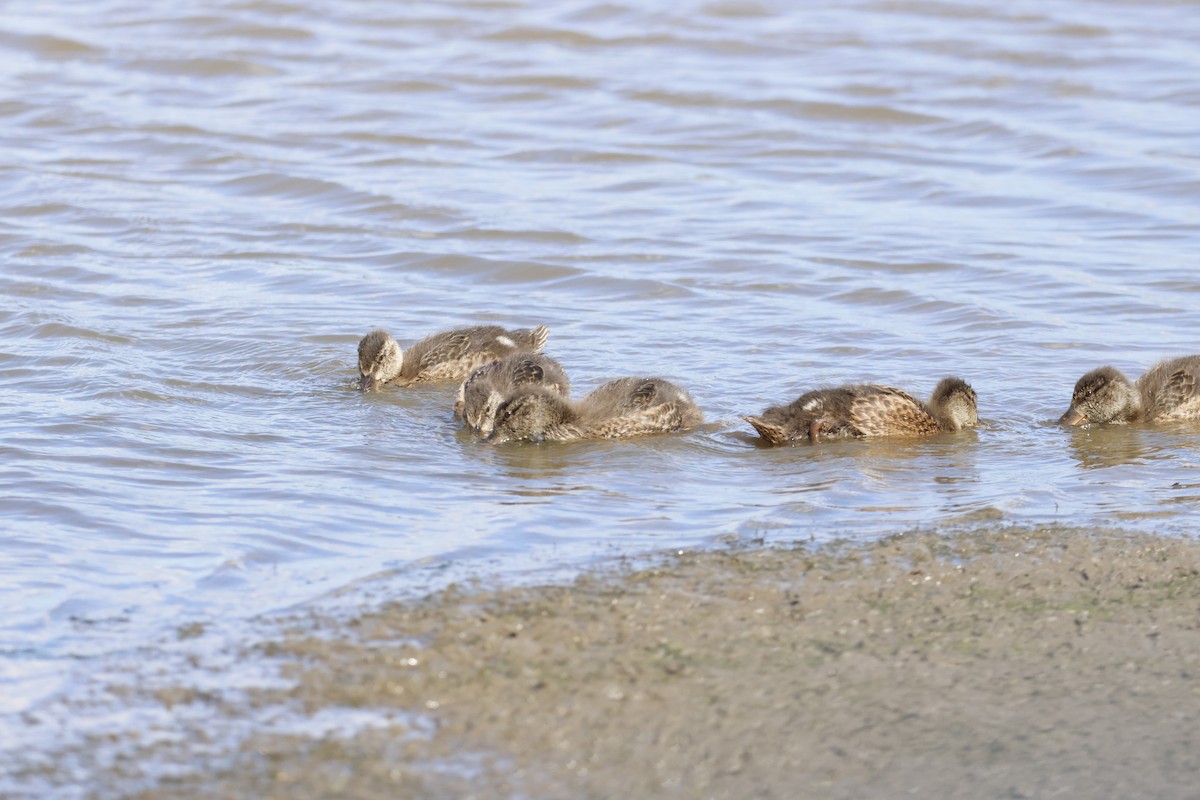 Northern Shoveler - ML620727285