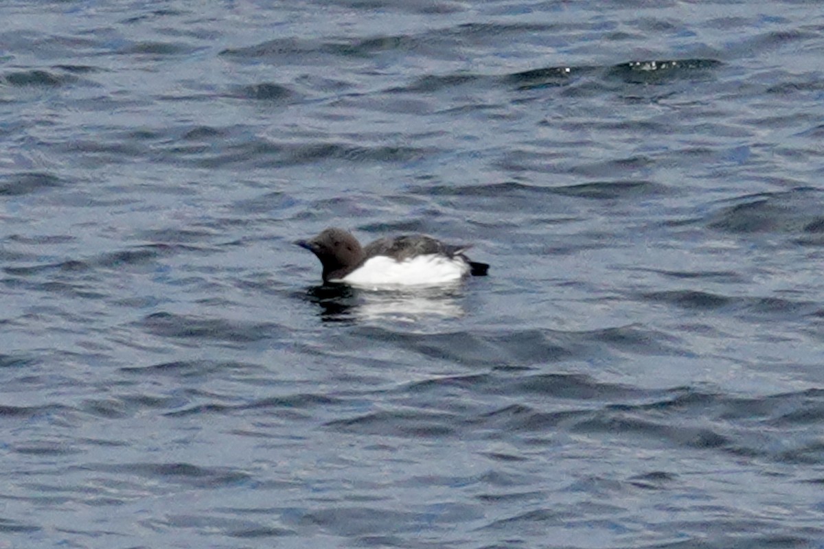 Common Murre - ML620727291