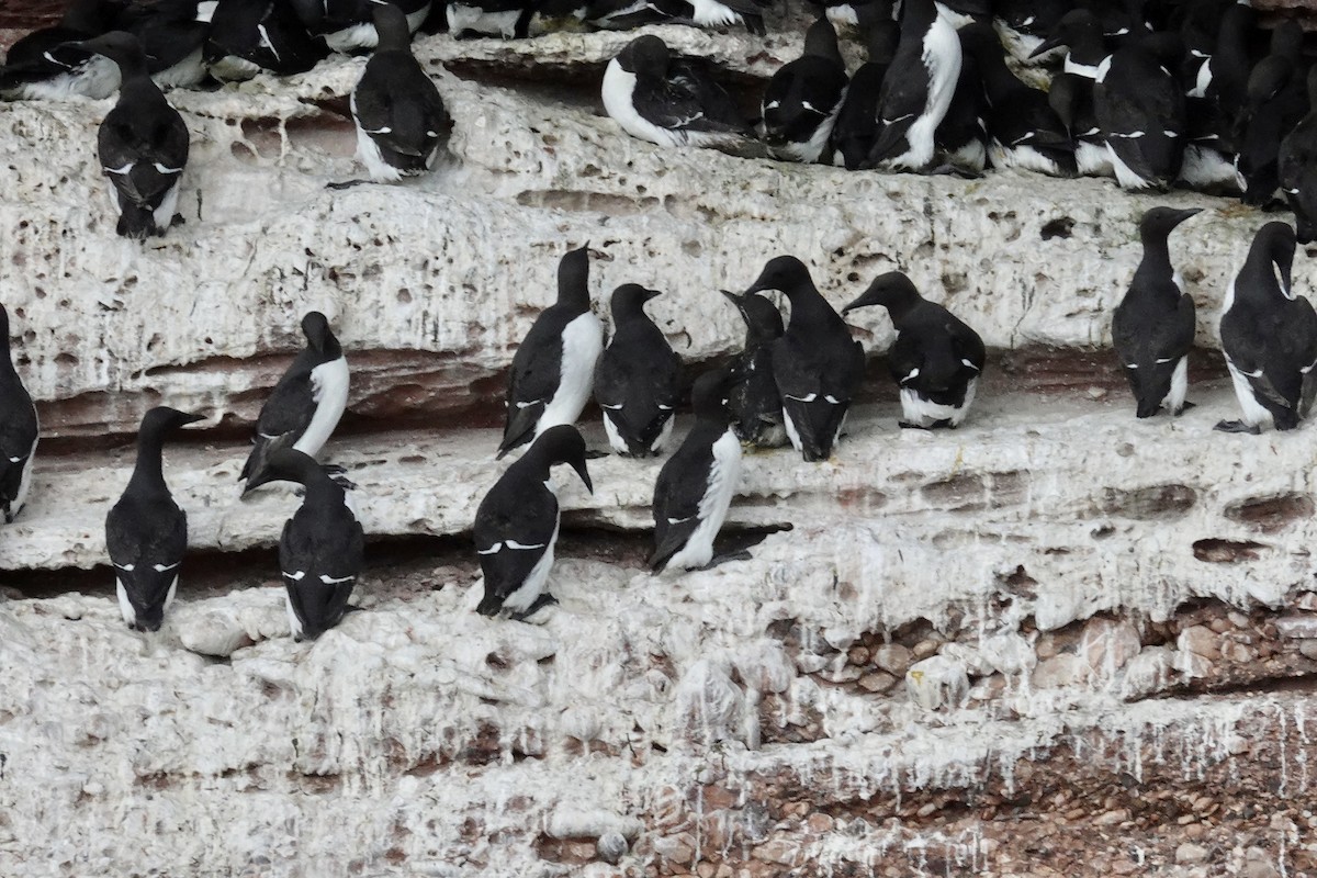 Common Murre - ML620727293