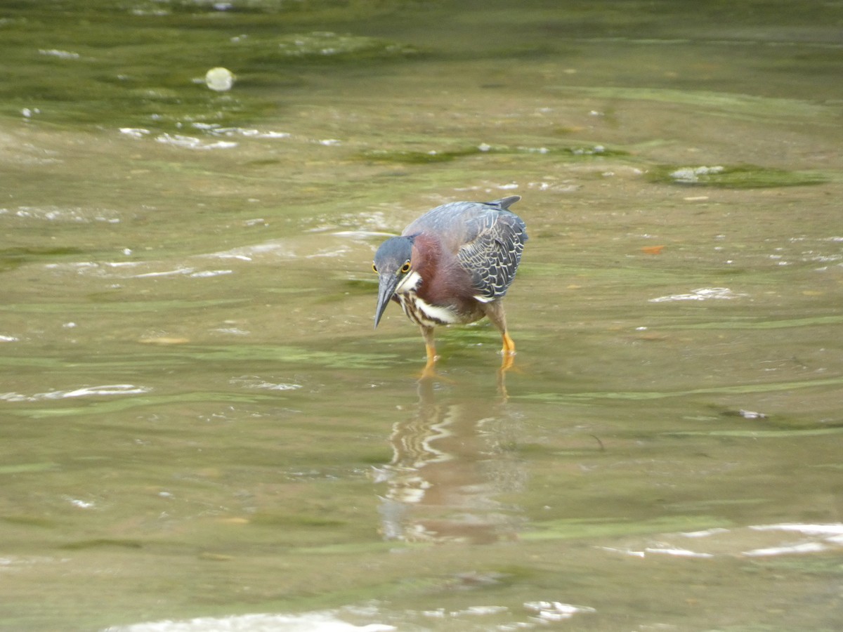 Green Heron - ML620727297